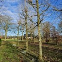 Platanus x hispanica - Foto 1