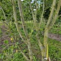 Liriodendron tulipifera 'Aureomarginatum' - Foto 2