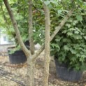 Celtis Occidentalis - 3