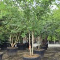 Celtis Occidentalis - 4