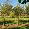 Salix Alba - Foto 1