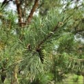 Pinus sylvestris - Foto 4