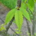 Zelkova serrata - Afbeelding 5