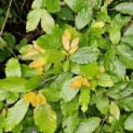 Fagus sylvatica - Foto 1