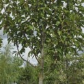 Magnolia 'Heaven Scent' - Foto 5