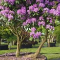 Rhododendron Roseum Elegans - 1