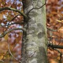 Fagus sylvatica 'Atropunicea' - 4