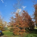 Fagus sylvatica 'Atropunicea' - 5