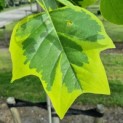 Liriodendron tulipifera 'Aureomarginatum' - Foto 3