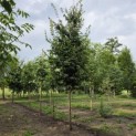 Parrotia persica 'Vanessa' - 4