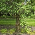 Metasequoia glyptostroboides - Foto 1