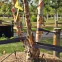 Betula nigra - 5