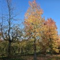 Liquidambar styraciflua - 2