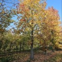 Liquidambar styraciflua - 3
