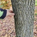 Liquidambar styraciflua - 5