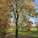 Liquidambar styraciflua - 4