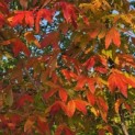 Acer Triflorum - Foto 1