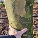Platanus hispanica - 2