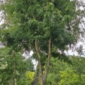 Gleditsia triacanthos 'Skyline' - 2