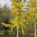 Ginkgo biloba - najaar 2025