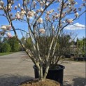 Magnolia soulangeana 'Manchu Fan' - 5
