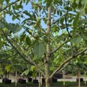 Juglans regia 'Cyril' - Foto 3