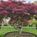 Acer palmatum 'Garnet' - 4
