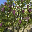 Magnolia 'Susan' - 2