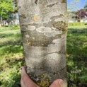 Fagus sylvatica 'Atropunicea' - 1