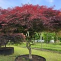 Acer palmatum 'Garnet' - 1