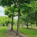 Gymnocladus dioica - Afbeelding 6