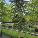 Cedrus libani - Foto 2