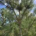 Pinus nigra subsp. Nigra - 2