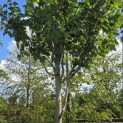Acer rubrum 'Summer Red' - Foto 4