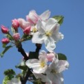 #3177 Malus domestica 'Schone van Boskoop' Apfel 'Schone van Boskoop'