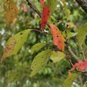 Prunus x Subhirtella 'Autumnalis' - Foto 4