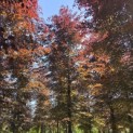 Fagus sylvatica 'Atropunicea' - 4