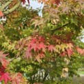Acer palmatum - 1