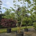 Prunus serrulata 'Ukon' - 1