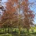 Fagus sylvatica 'Atropunicea' - 5