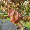 Parrotia persica 'Vanessa' - 2