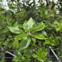 Quercus ilex - 5