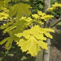 Acer platanoides 'Princeton Gold' - Foto 5