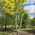 Acer platanoides 'Princeton Gold' - Foto 4