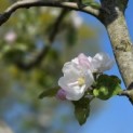 Malus domestica 'Zoete Aagt' - Foto 9