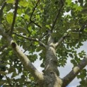 Malus domestica 'Zoete Aagt' - Foto 8