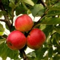 Malus domestica 'Notarisappel' - impressie Notaris appels