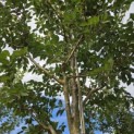 Prunus 'Accolade' - 4