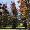 Fagus sylvatica 'Atropunicea' - Foto 1