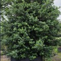 Ilex x meserveae 'Blue Prince' - Foto 4